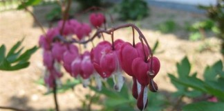 Das Brautkleid meiner Urgroßmutter