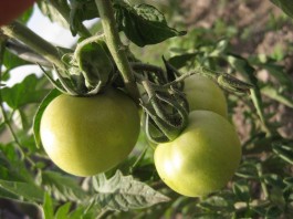 Den Paradeisern* unanständige Witze erzählen