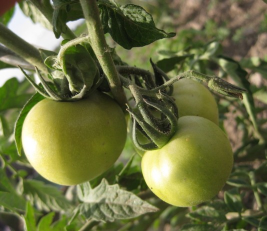 Den Paradeisern* unanständige Witze erzählen