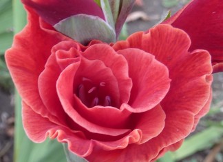 Durch die Blume – zahlt sich das aus?