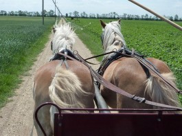Die wackeln mit`n Popo – Kutschenfahrt in St.Andrä am Zicksee