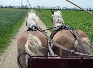 Die wackeln mit`n Popo – Kutschenfahrt in St.Andrä am Zicksee