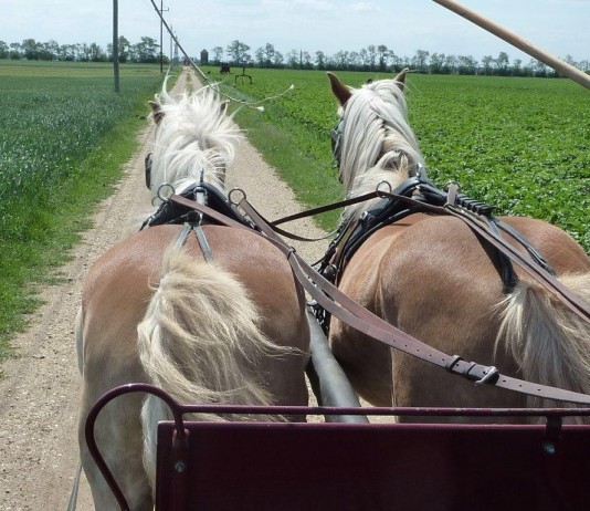 Die wackeln mit`n Popo – Kutschenfahrt in St.Andrä am Zicksee
