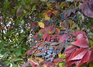 Herbst in Floridsdorf statt Indian Summer