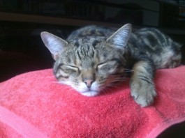 Das Katzenschnurr-gerät. Ein Geschenktipp?