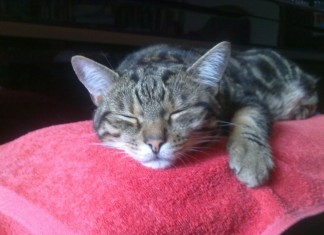 Das Katzenschnurr-gerät. Ein Geschenktipp?