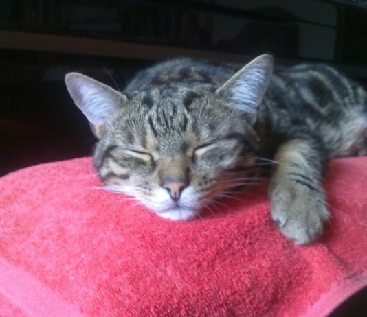 Das Katzenschnurr-gerät. Ein Geschenktipp?