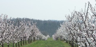 Eine kleine Überlandpartie zur Marillenblüte – ins Weinviertel.