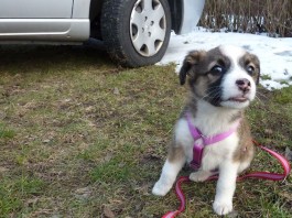 Die Werbung ist auf den Hund gekommen -nicht nur auf den.