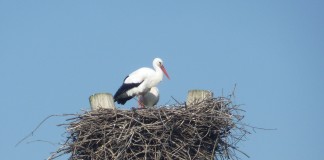 Bringt der Storch die Eier zu Ostern? Störche im Horst - (c) stebo