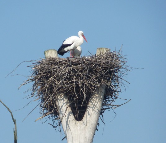 Bringt der Storch die Eier zu Ostern? Störche im Horst - (c) stebo